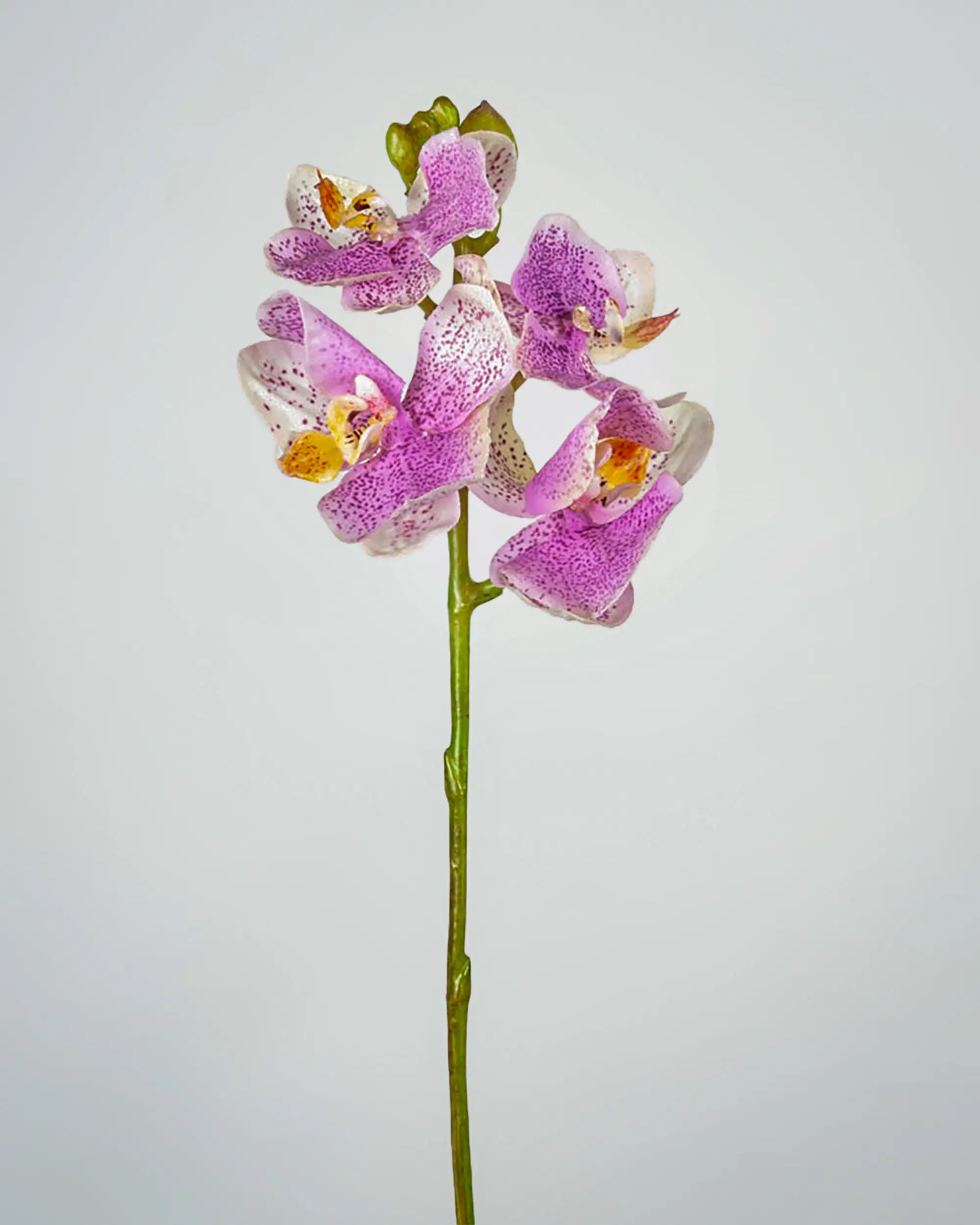 Orchid