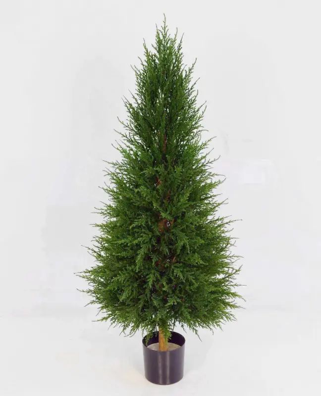 Cypress