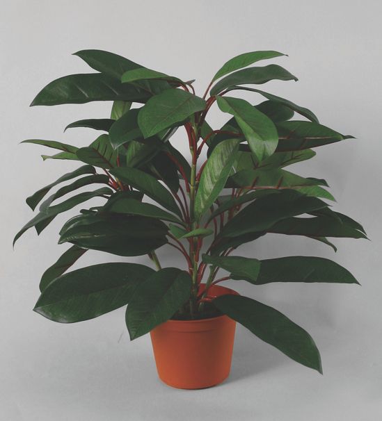 schefflera 