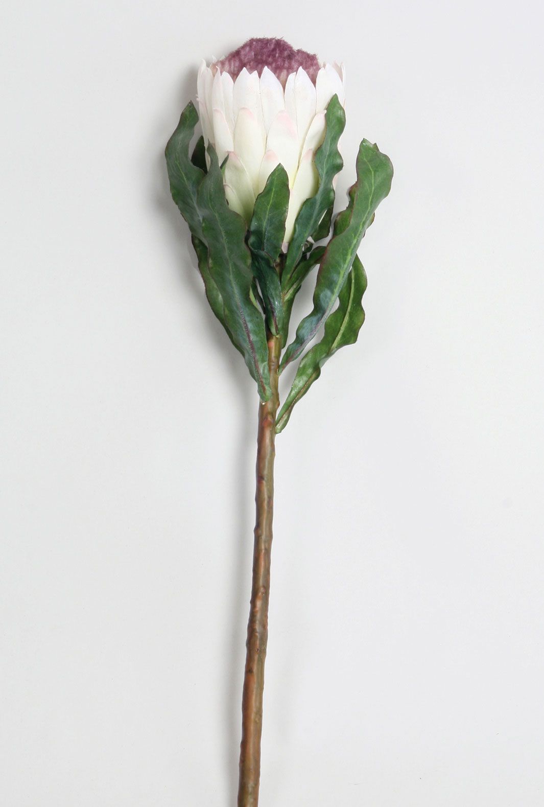 protea white purple 