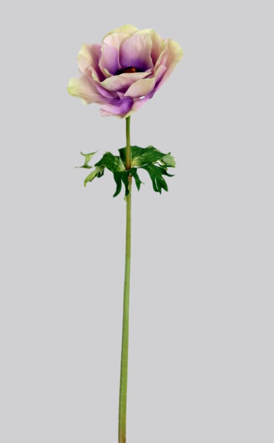 anemone  