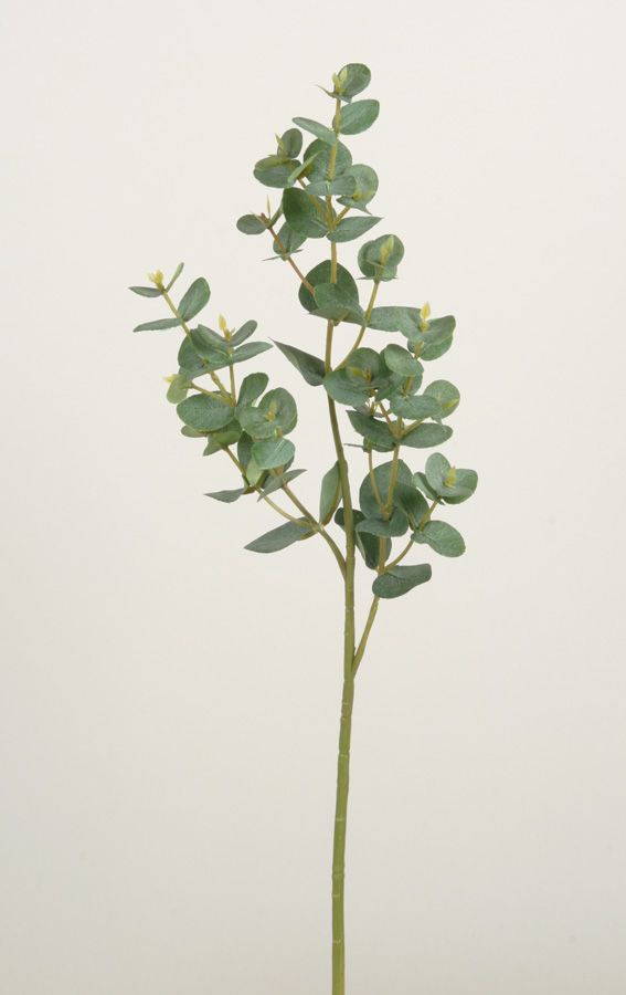 eucalyptus 