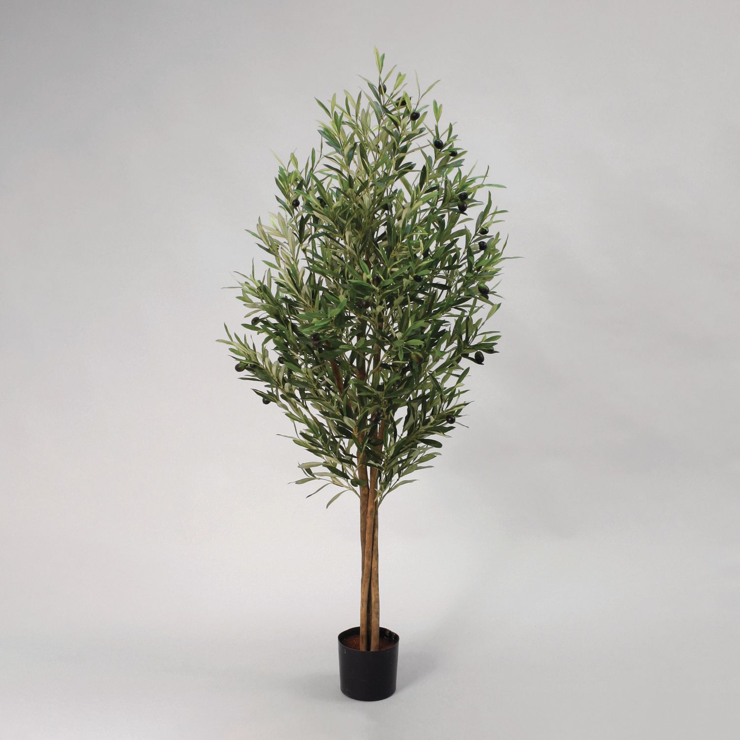 Olive Tree