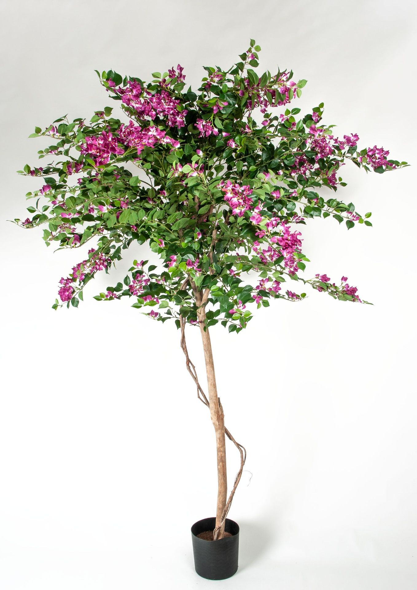 bougainvillea 