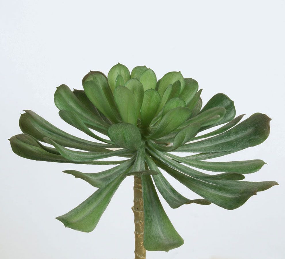 echeveria 
