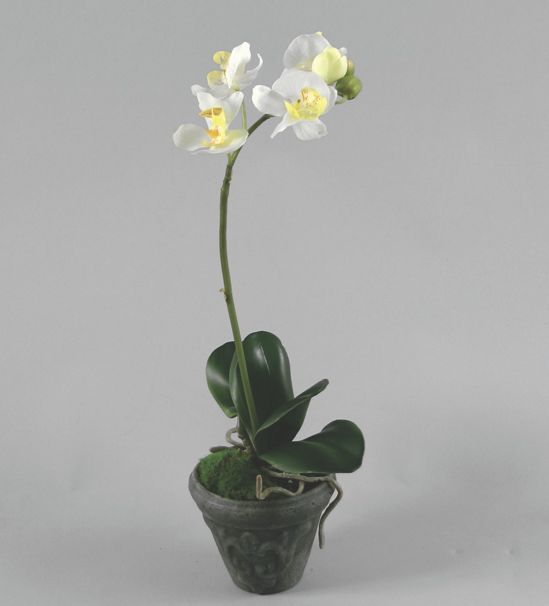 phalaenopsis cream 