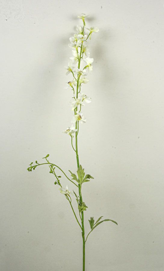 delphinium cream 