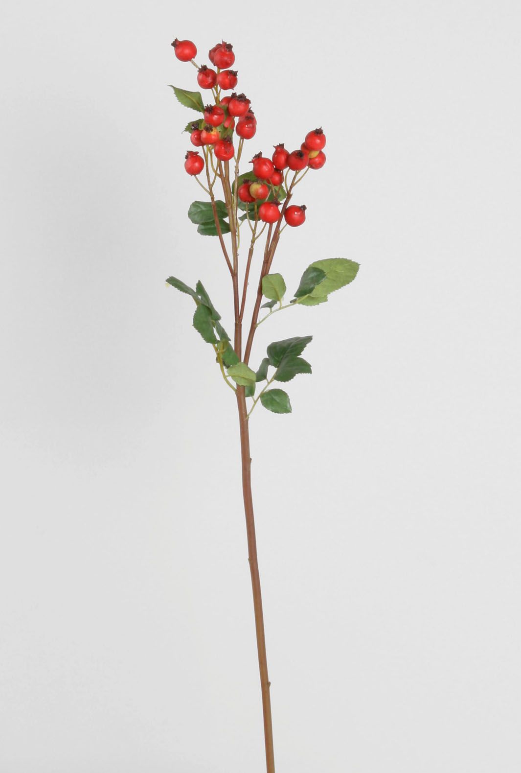 Rosehip