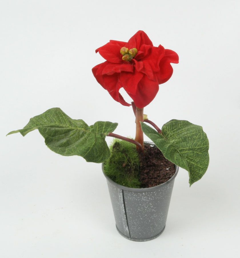 poinsettia 