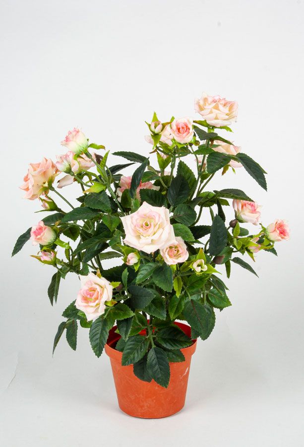 Mini Rose
