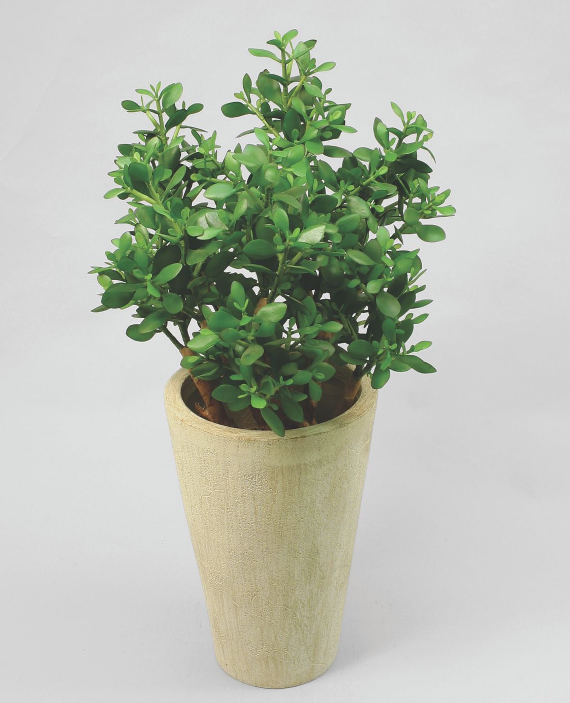 Crassula 