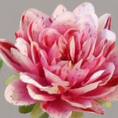 Dahlia