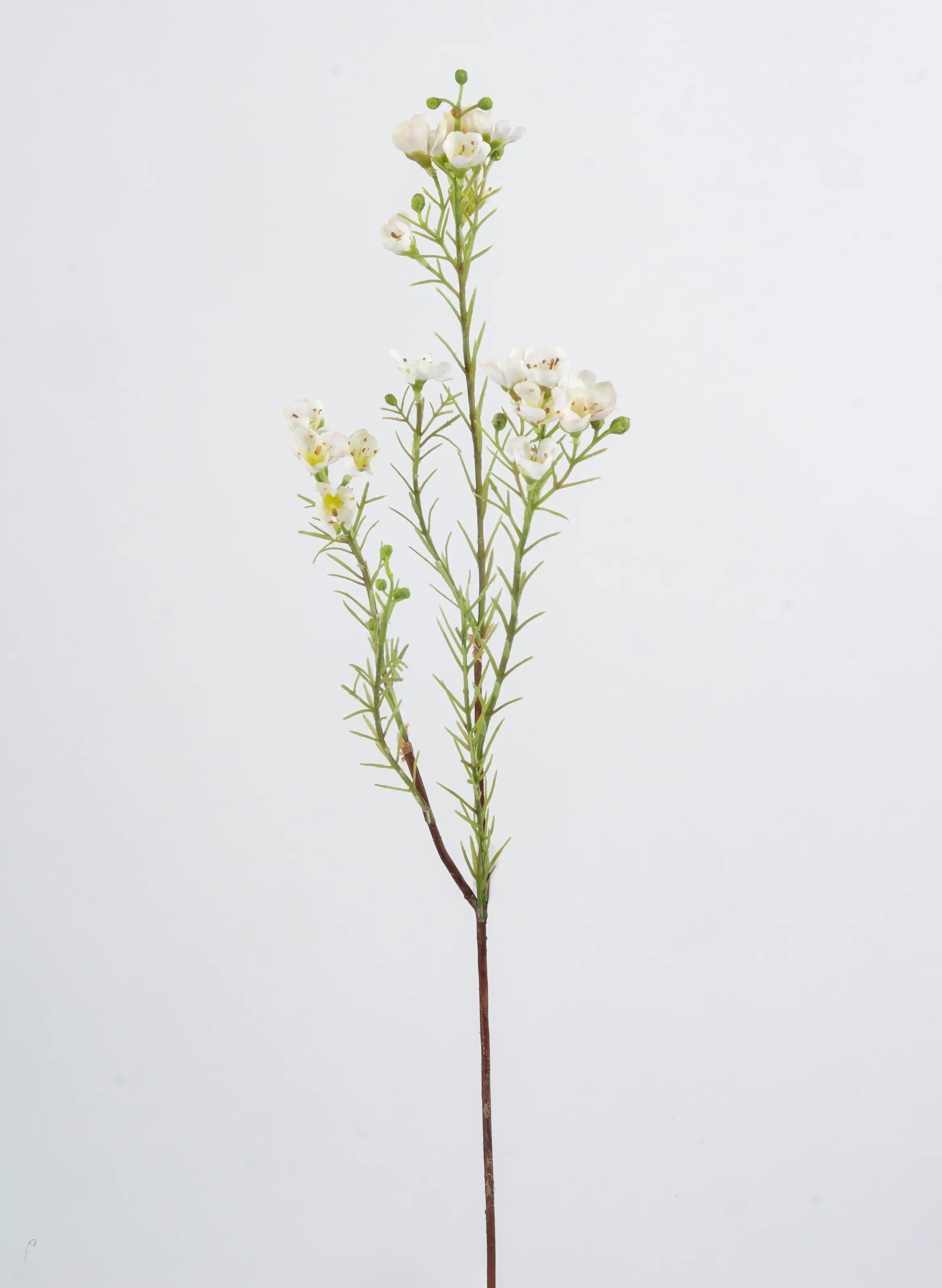 Wax flower