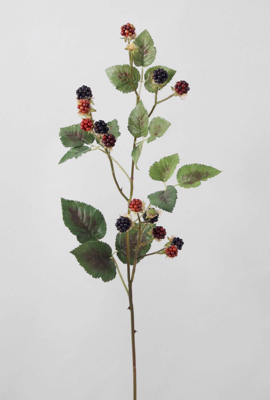 blackberry 