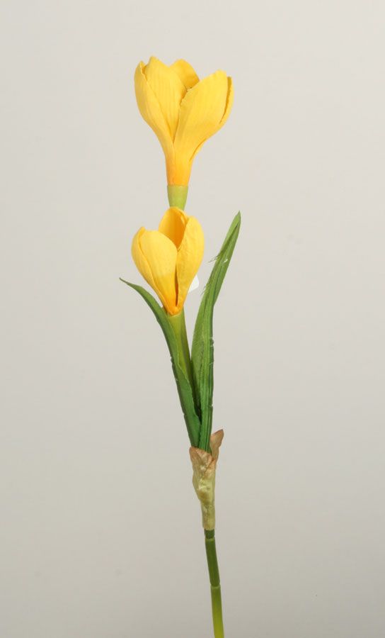 crocus pick