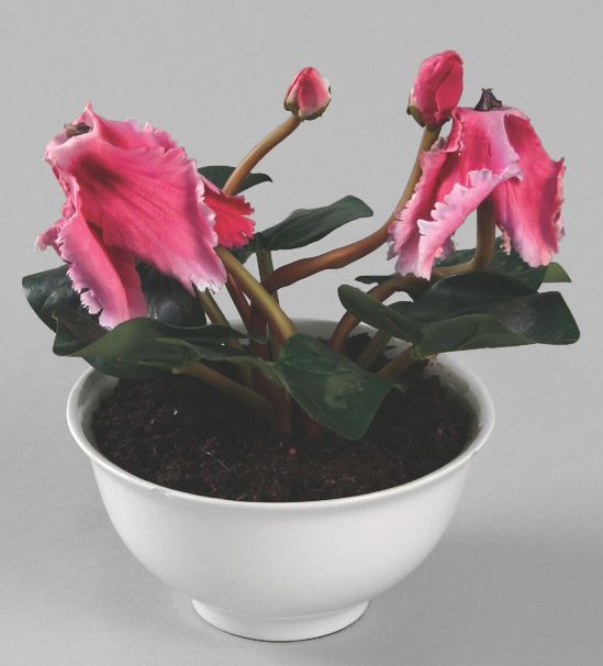 Cyclamen 