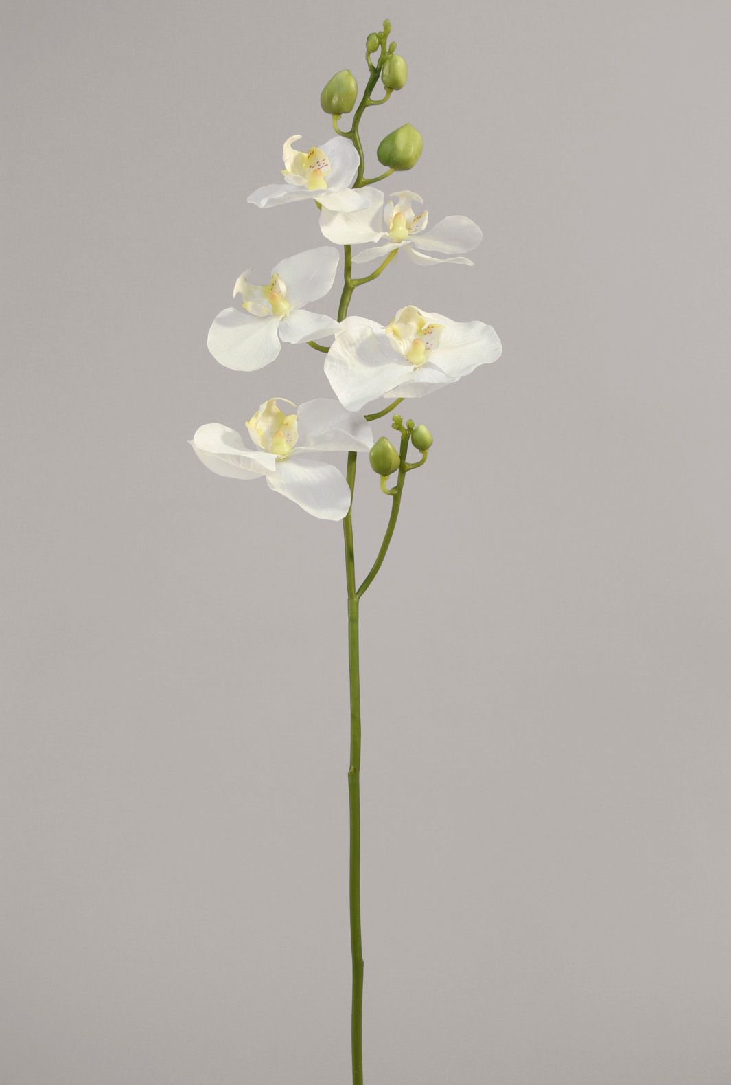 Orchid