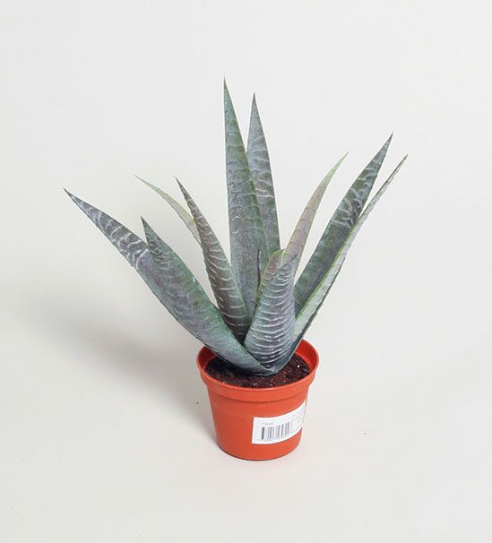baby aloe 