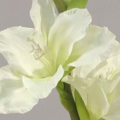 gladiolus