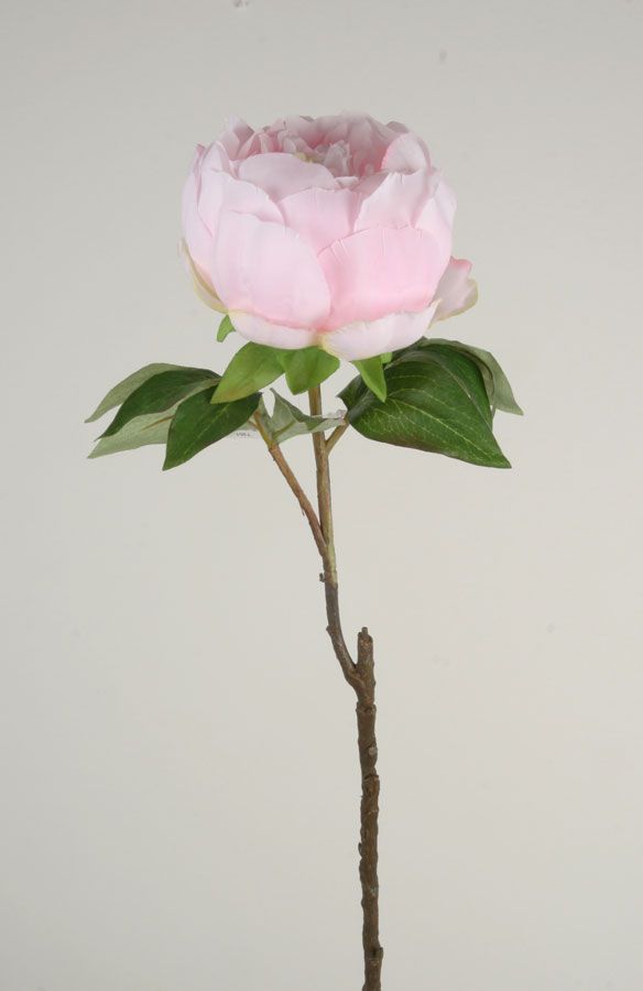 Peony