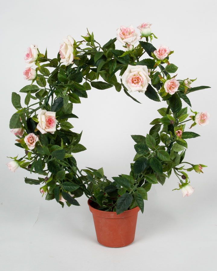 Mini Rose