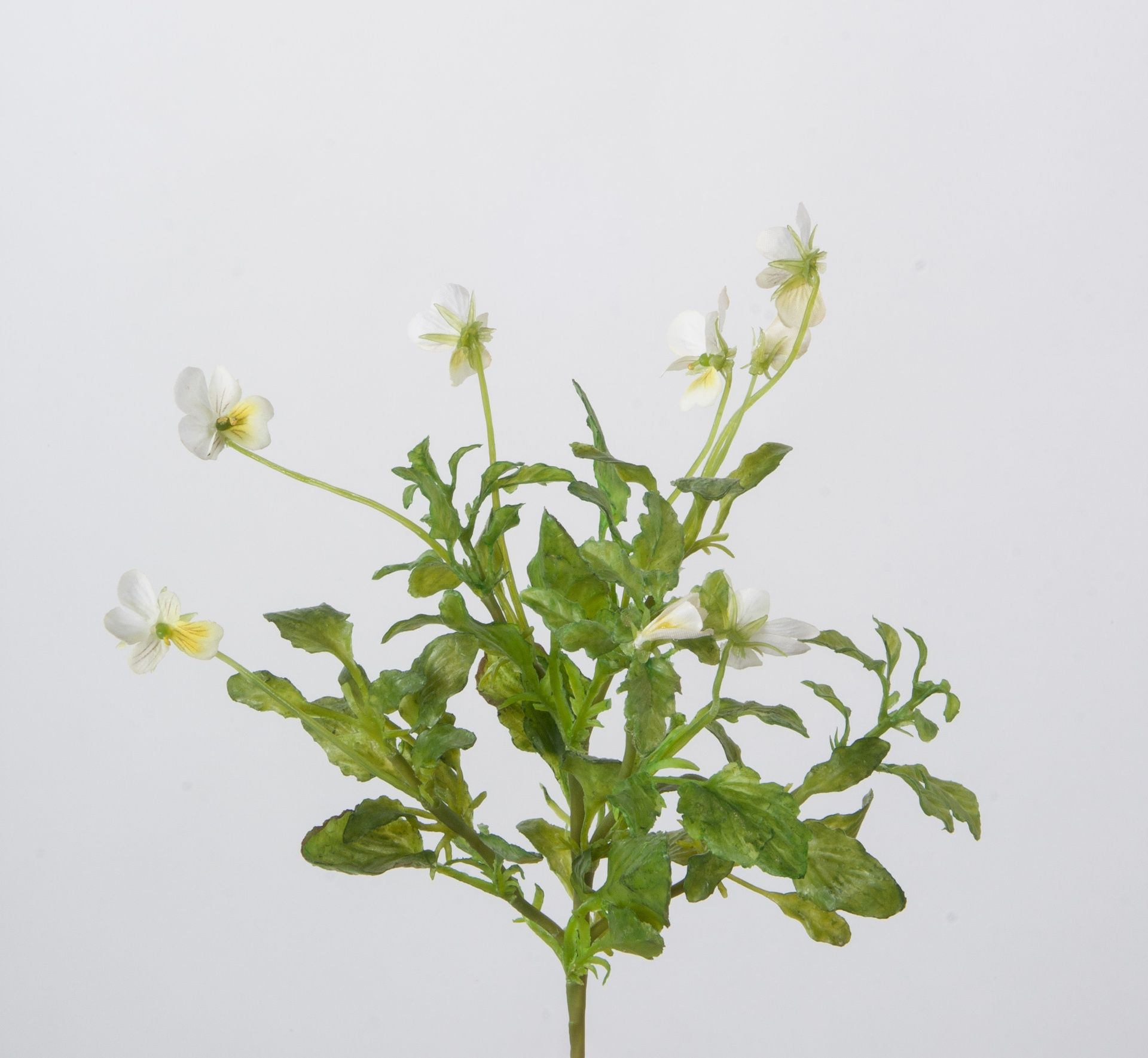 Viola