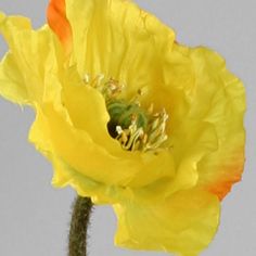 poppy spray