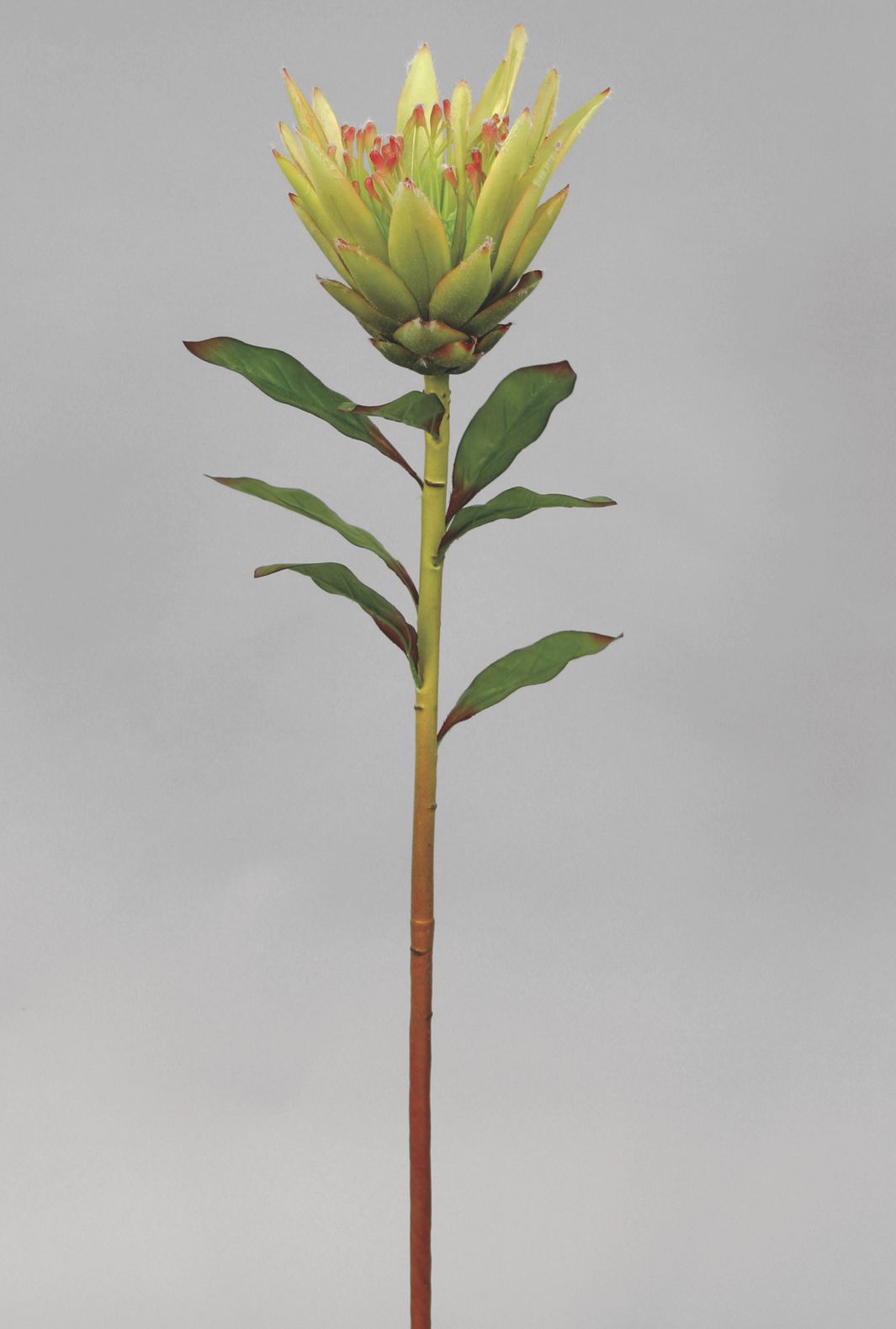 protea lime 
