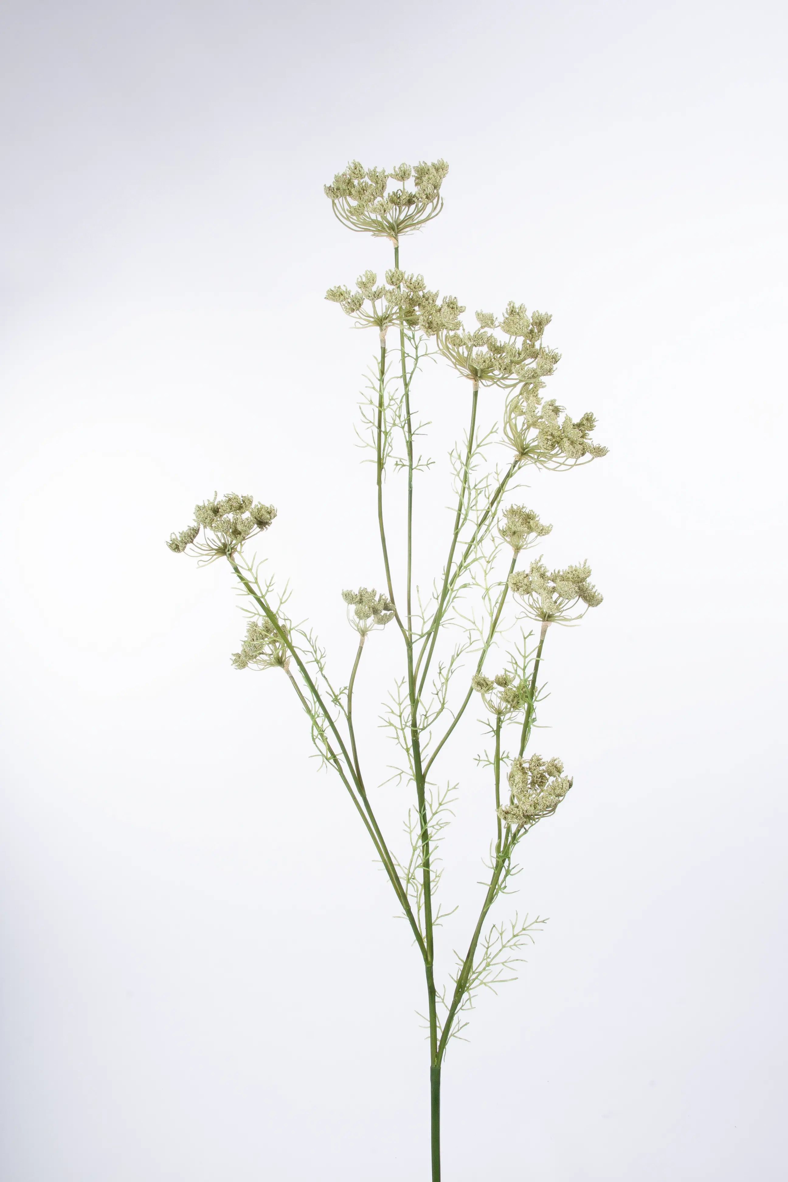 Queen Anne Lace 