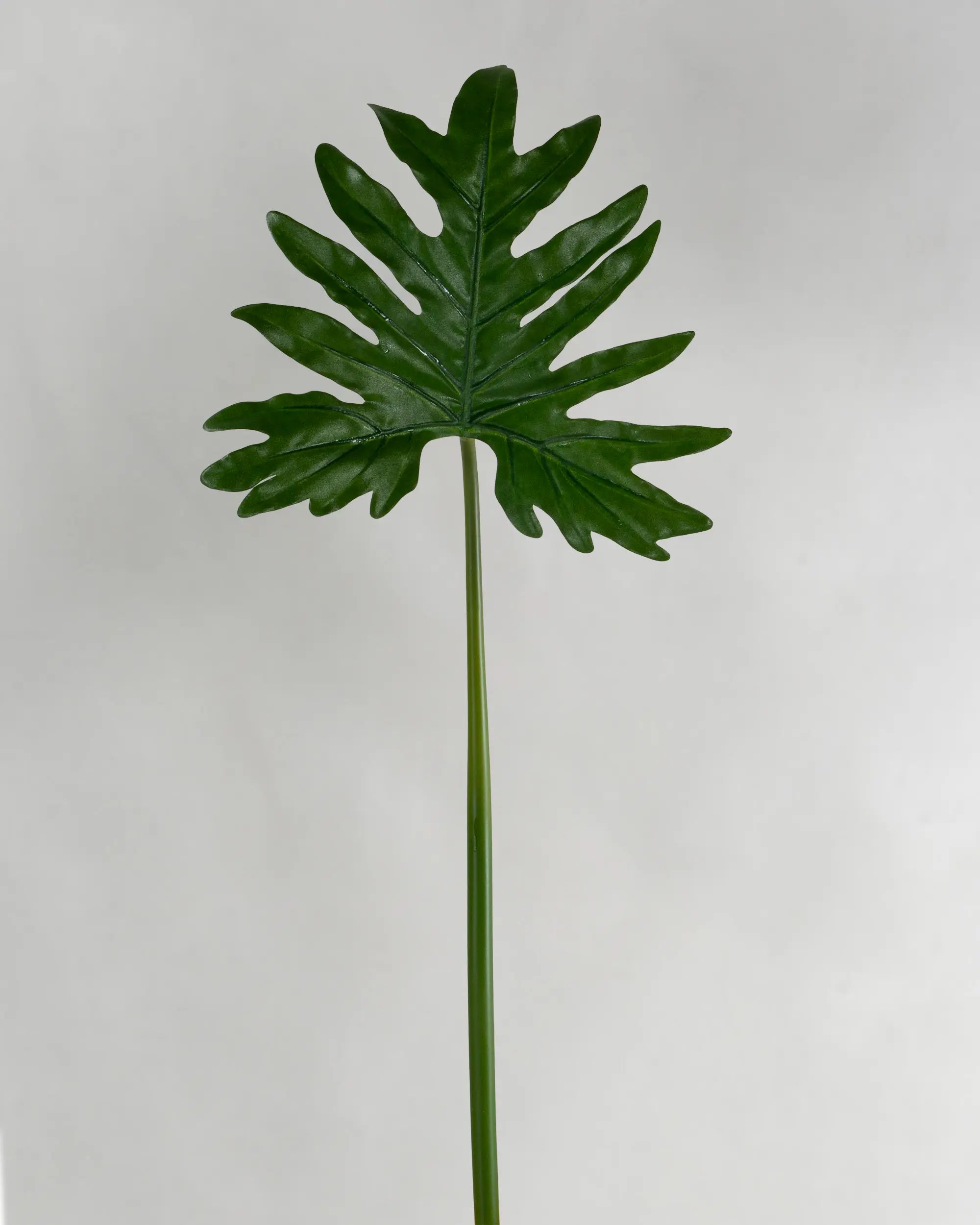 Philodendron Selloum