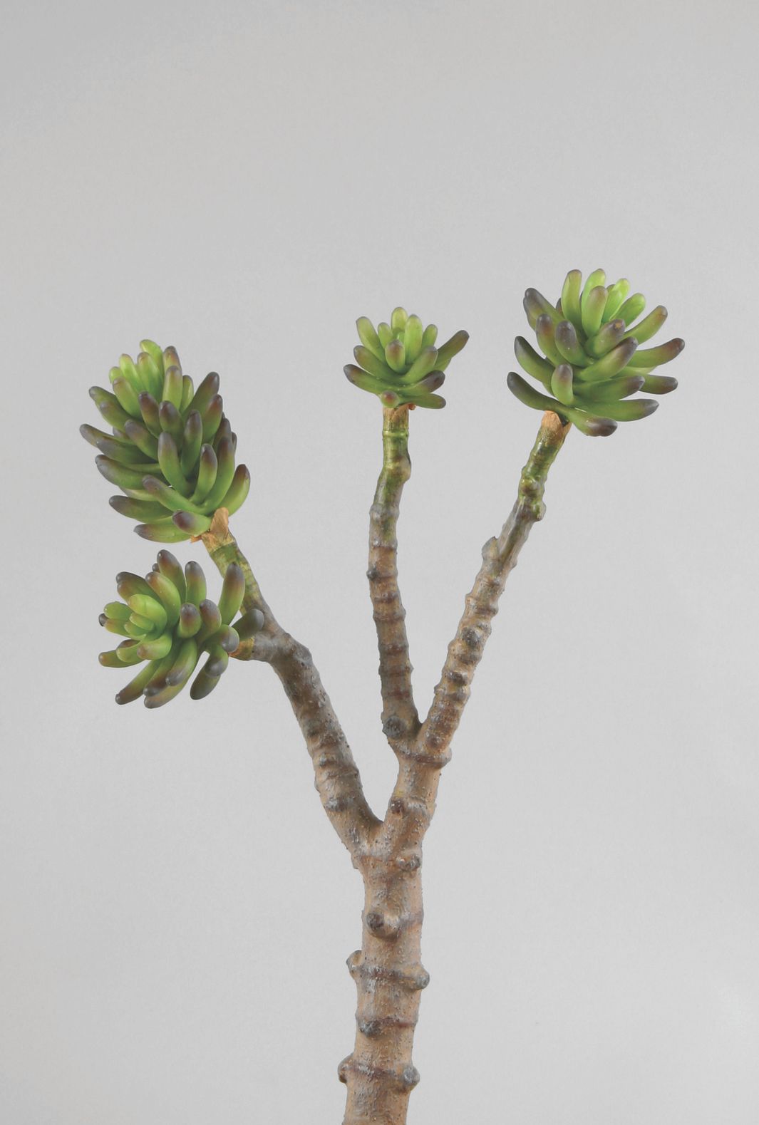 succulent 