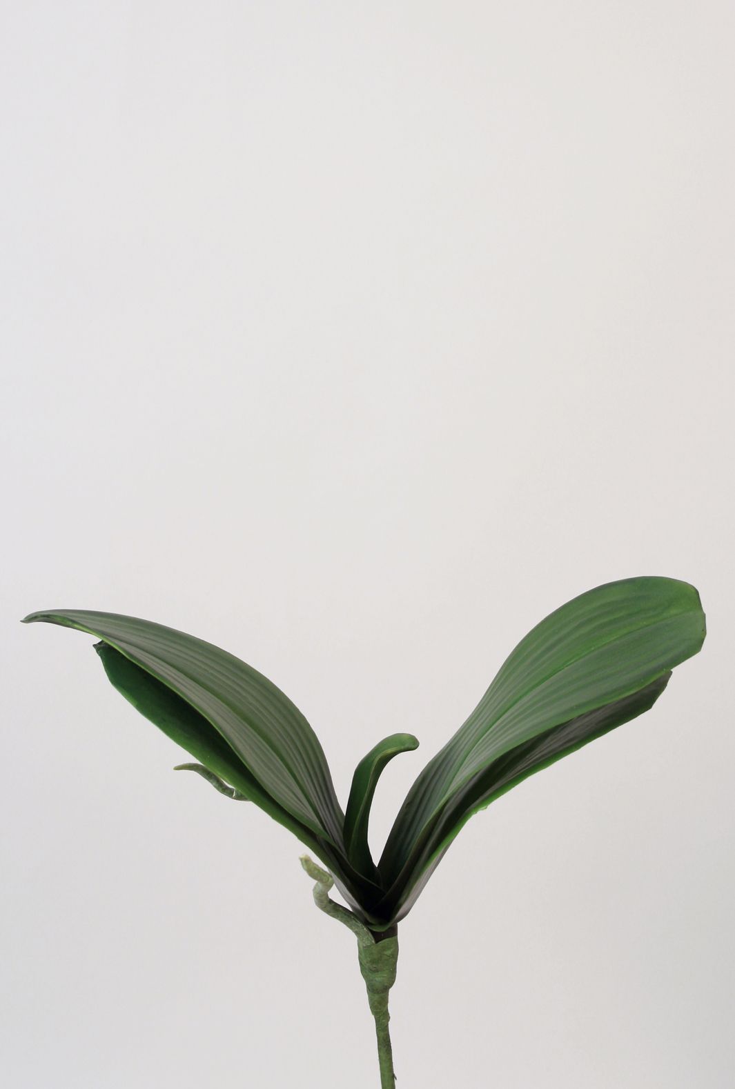 orchid leaf 