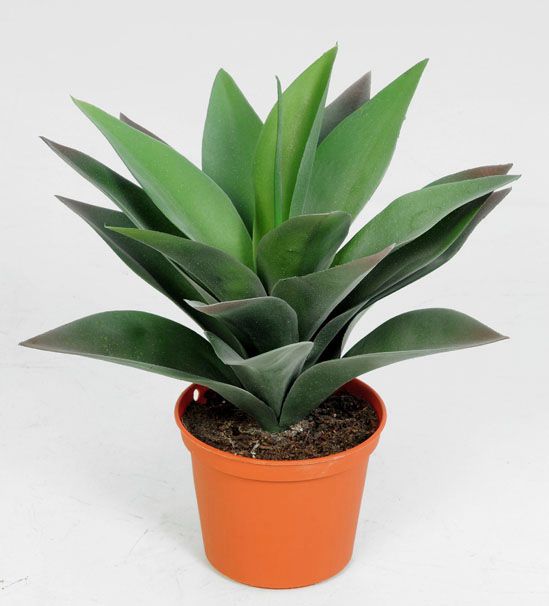Baby Agave