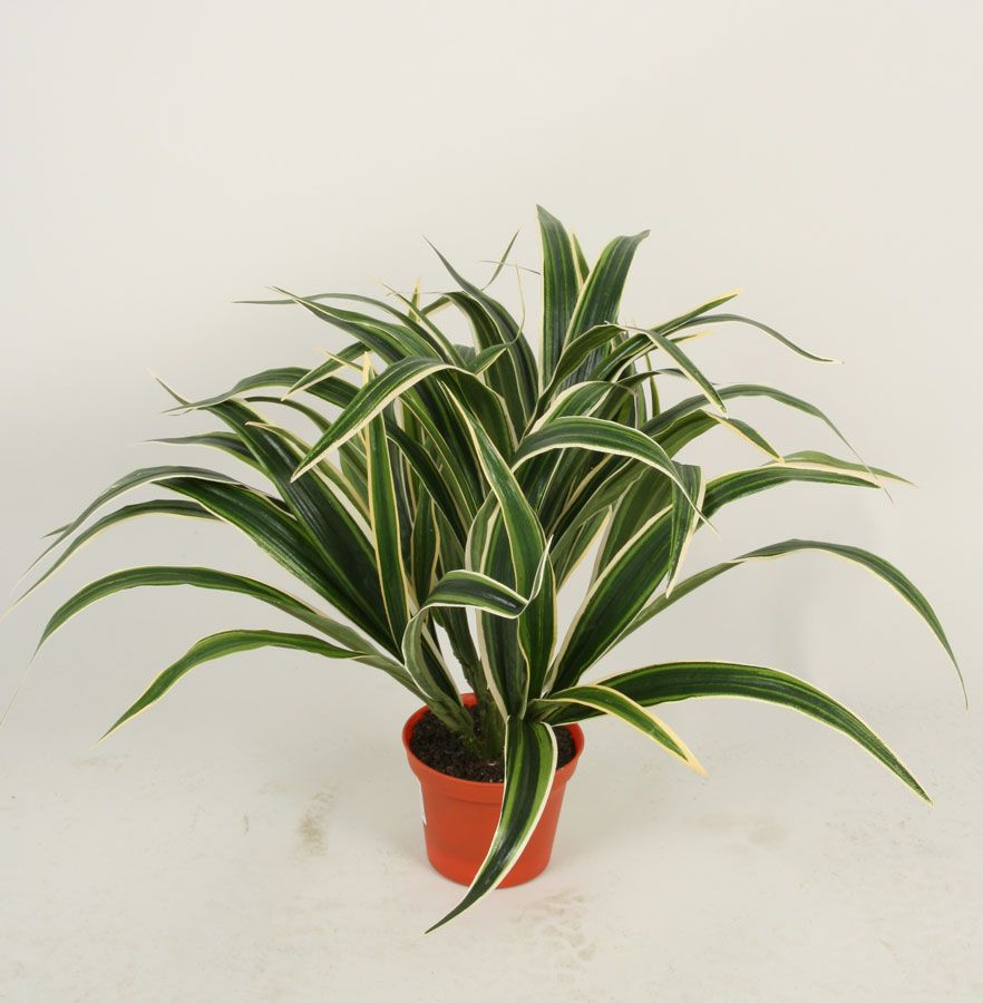 chlorophytum spider 