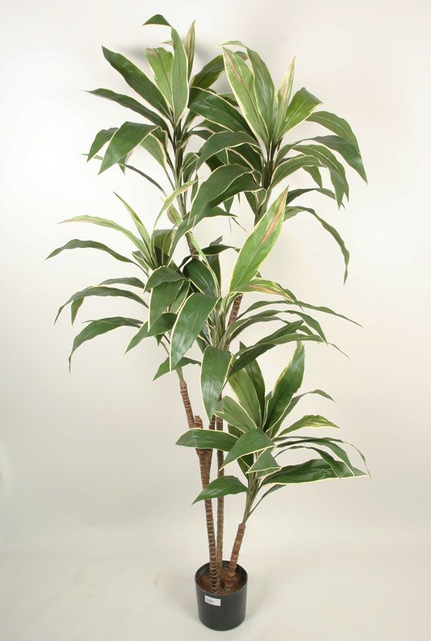 Cordyline
