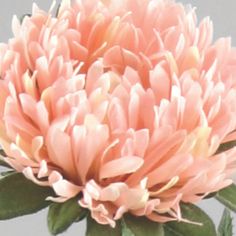 Chrysantemum