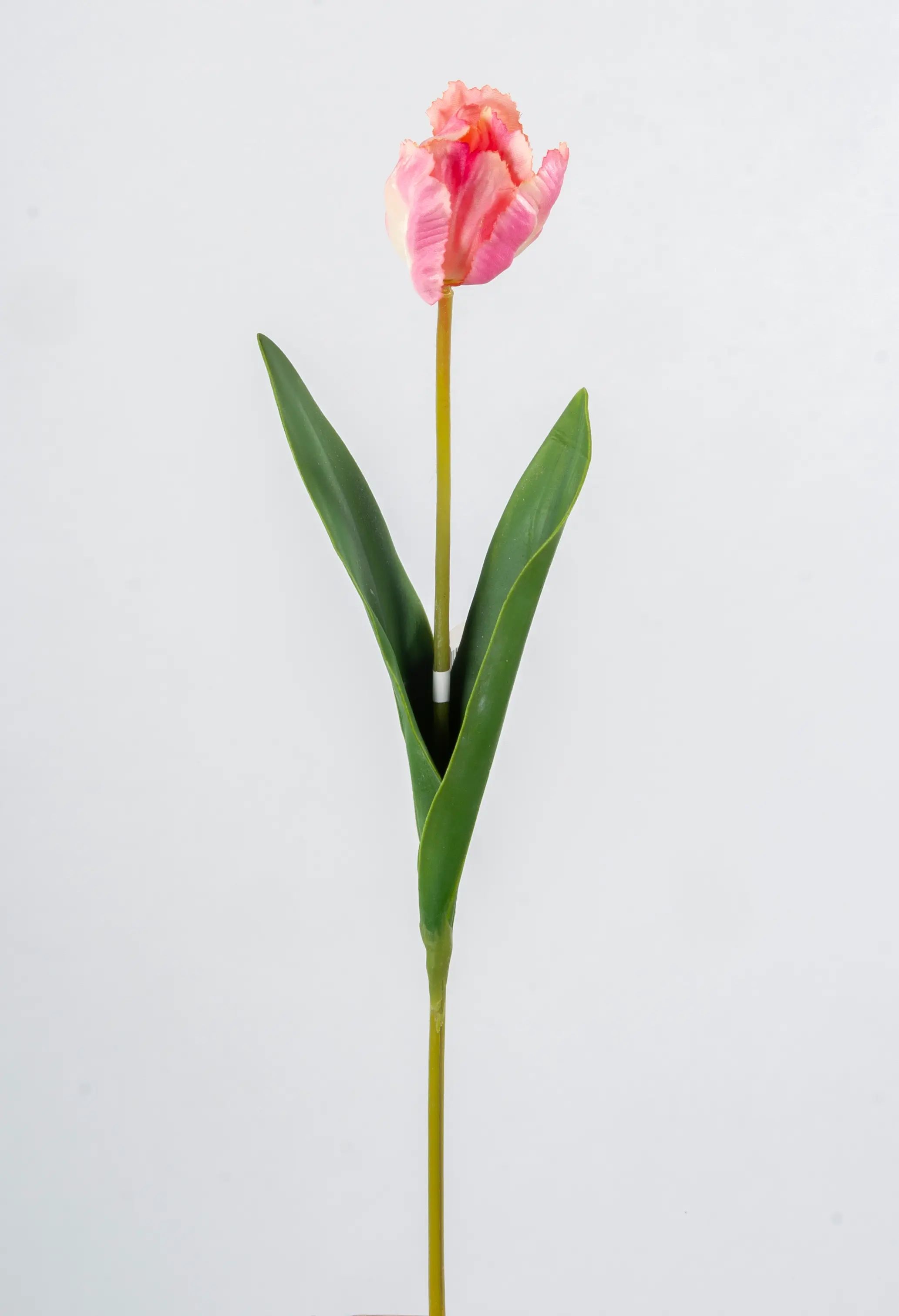 parrot tulip