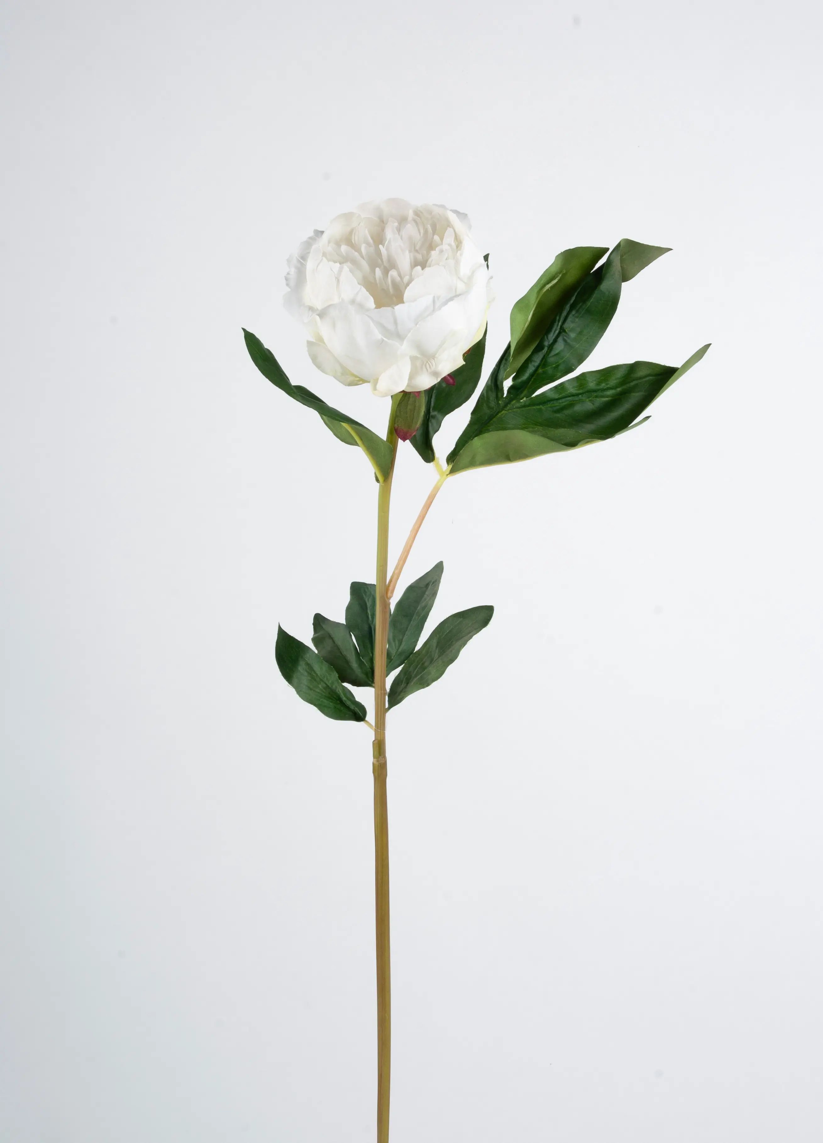 Peony Bud