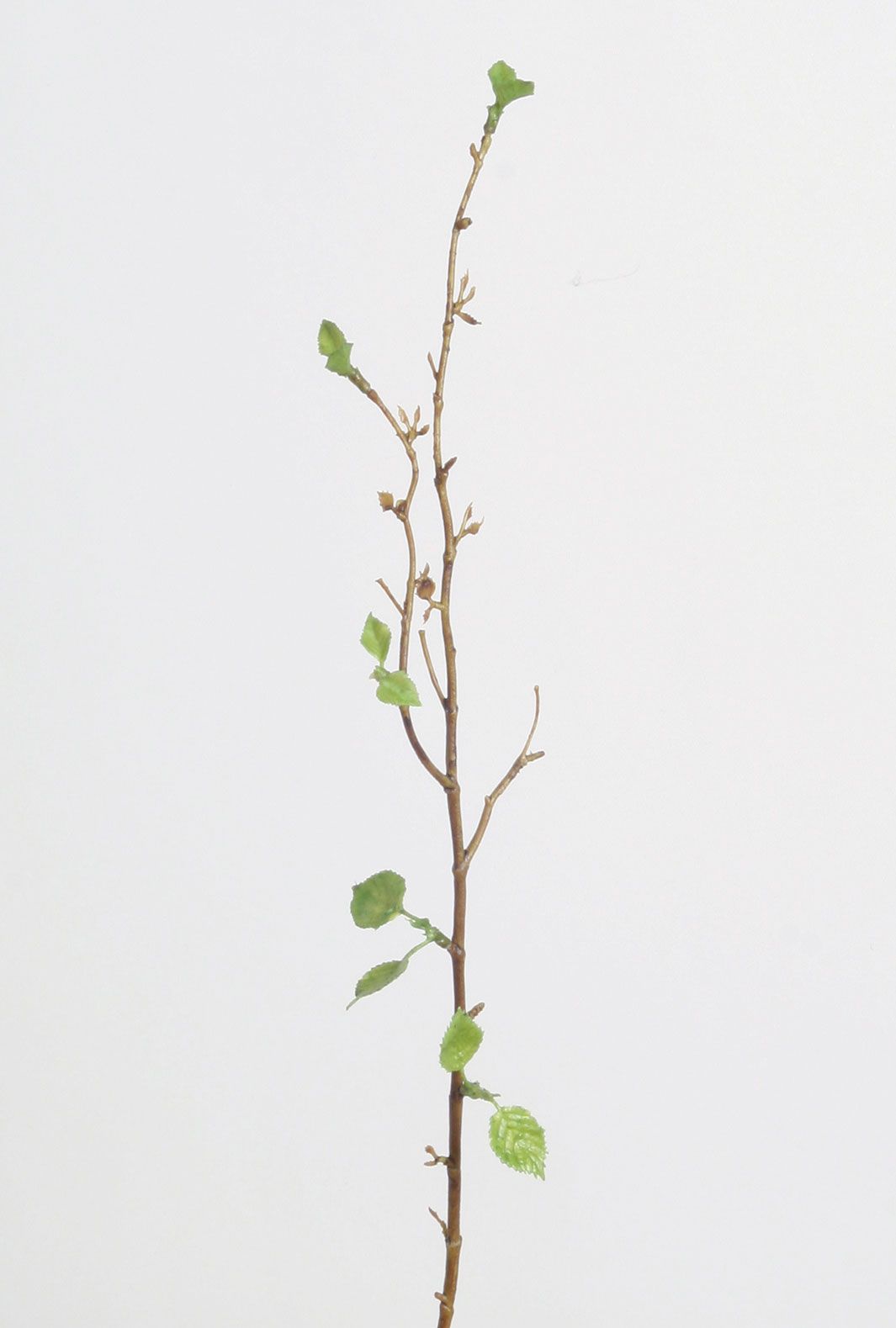 birch spray 