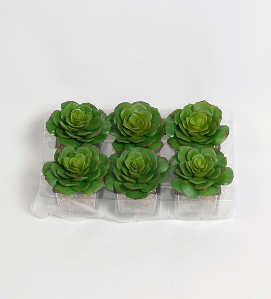 succulent 