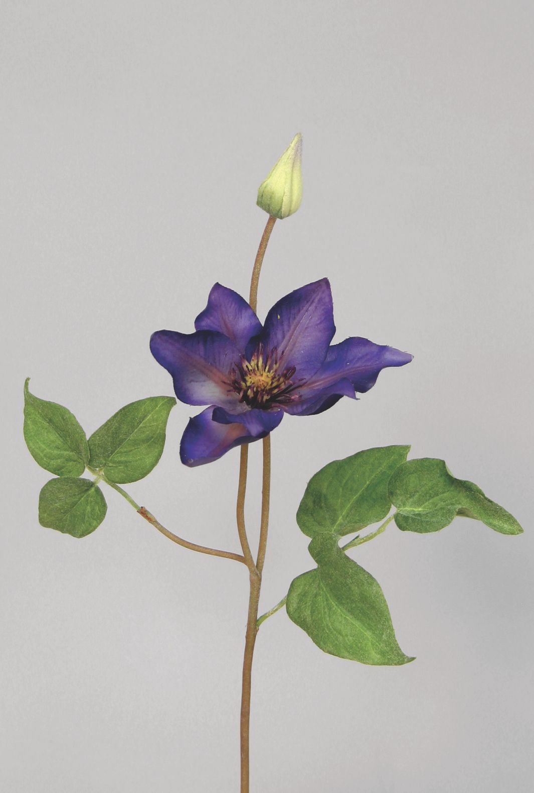 Clematis