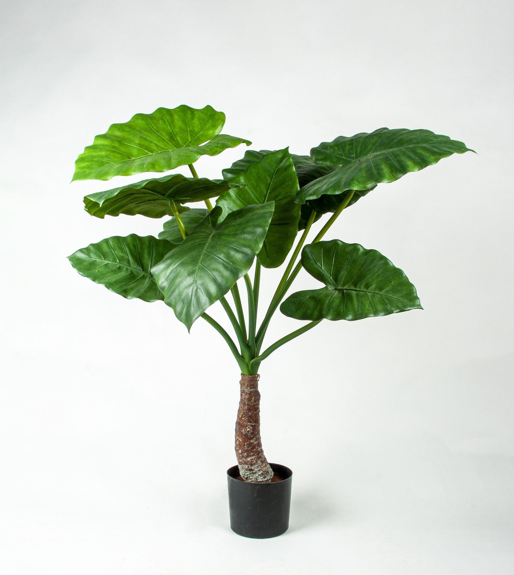 Alocasia Calidora 