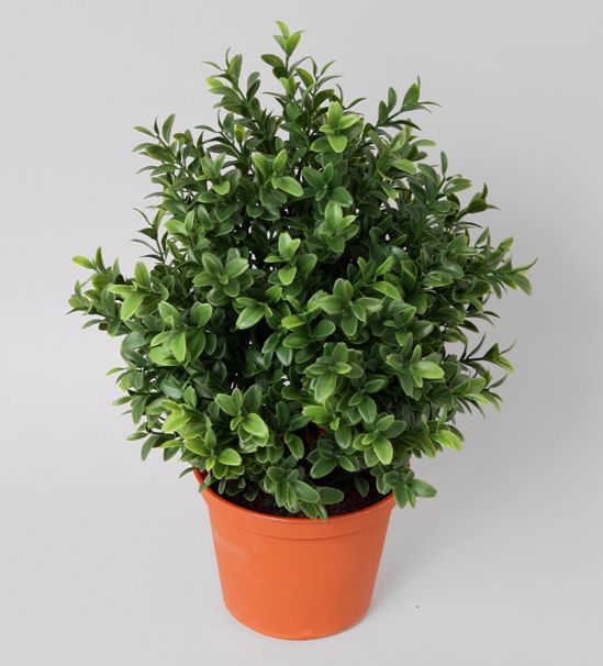 Boxwood plant