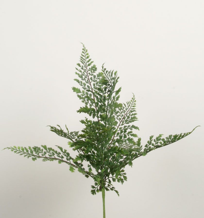 adiantum bush 