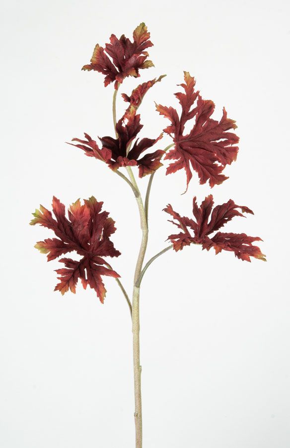 Pelargonia Leaf