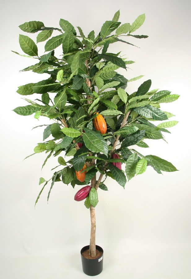 cacao tree 