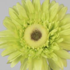Gerbera