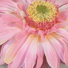 Float gerbera