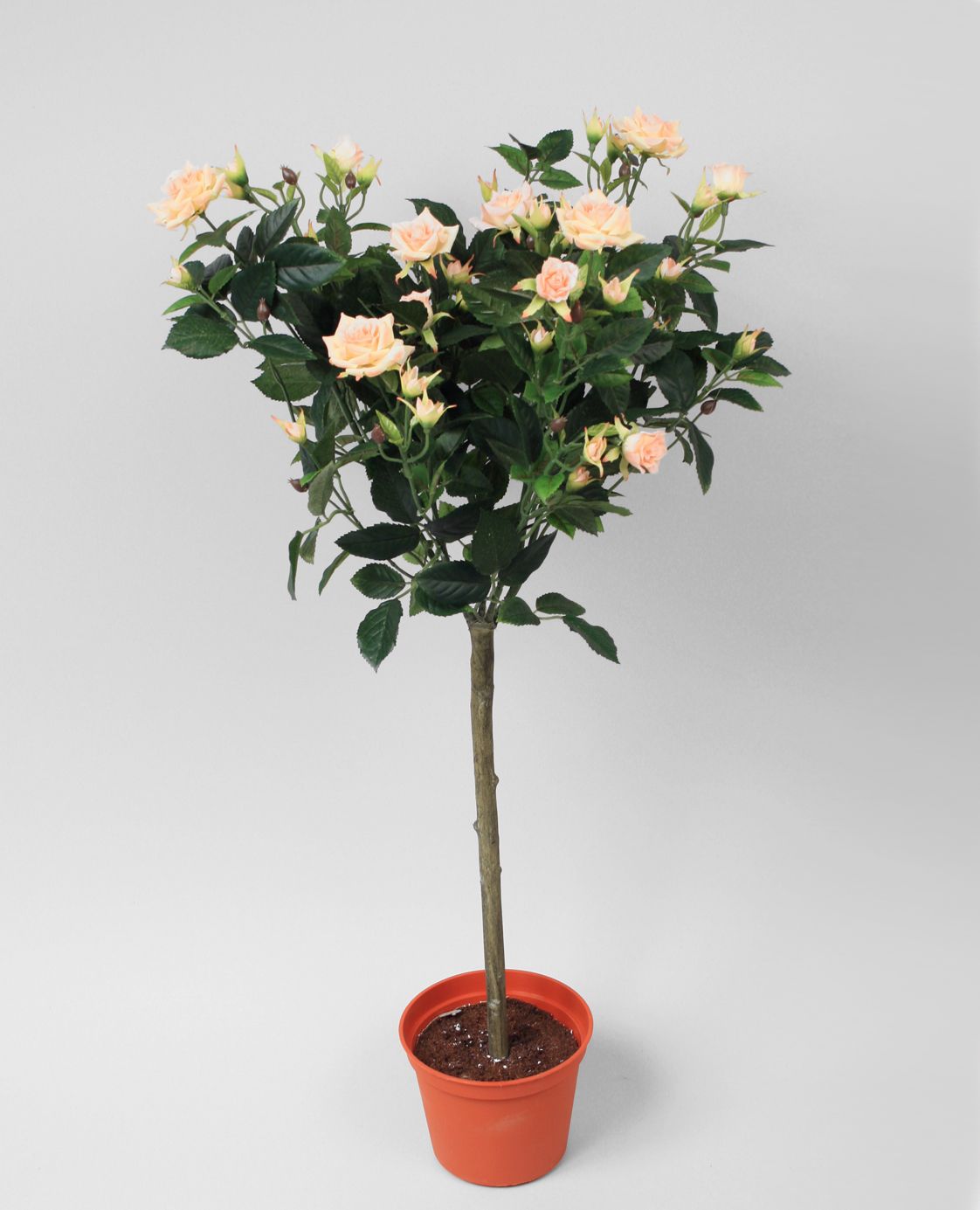 Rose Tree