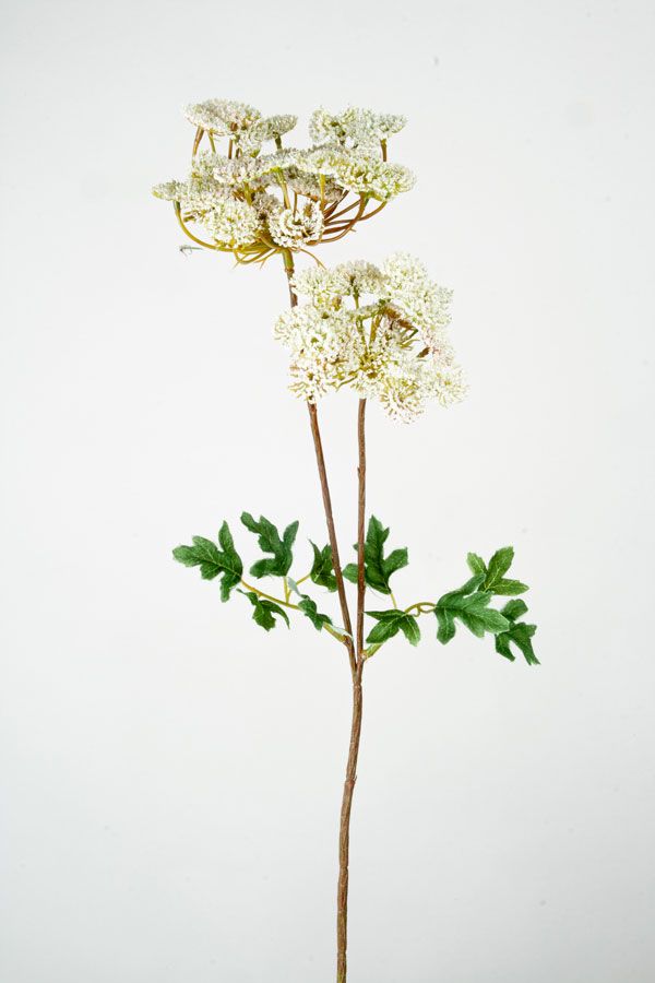 queen annes lace 